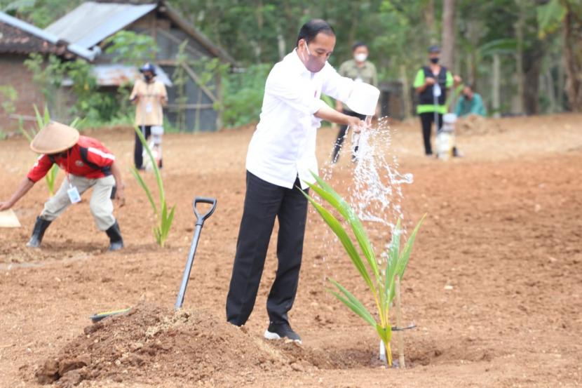 Presiden Jokowi Atasi Permasalahan Pangan Dengan Menanam Bibit Kelapa Genjah